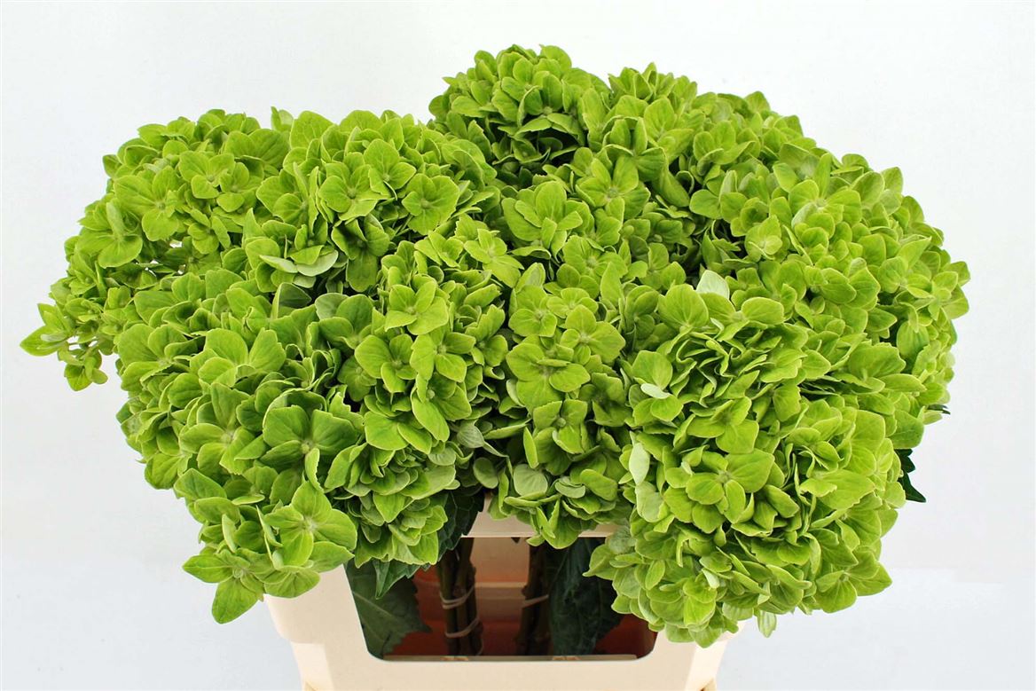 Hydrangea Clover 65cm 18cm Hd