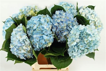 Hydr M Therese Blue 65cm