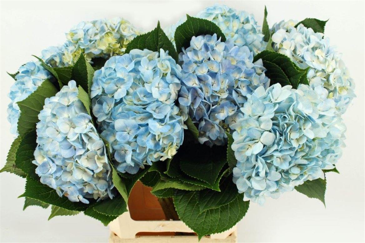 Hydrangea Soeur Therese Blue 65cm 18cm Hd