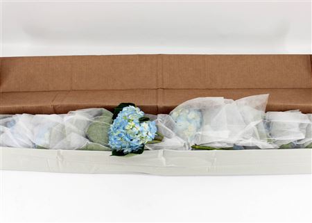 Hydr M Therese Blue In Box X12