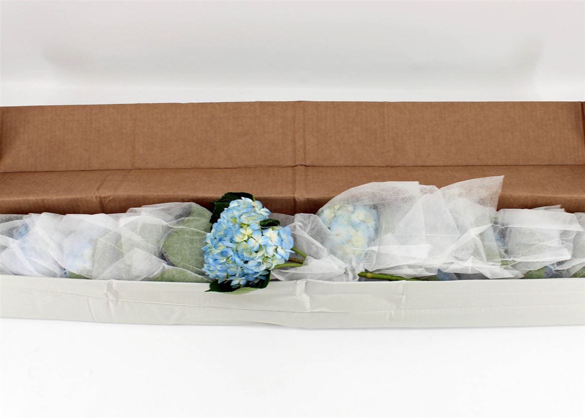 Hydrangea Soeur Therese Blue 65cm 16cm Hd