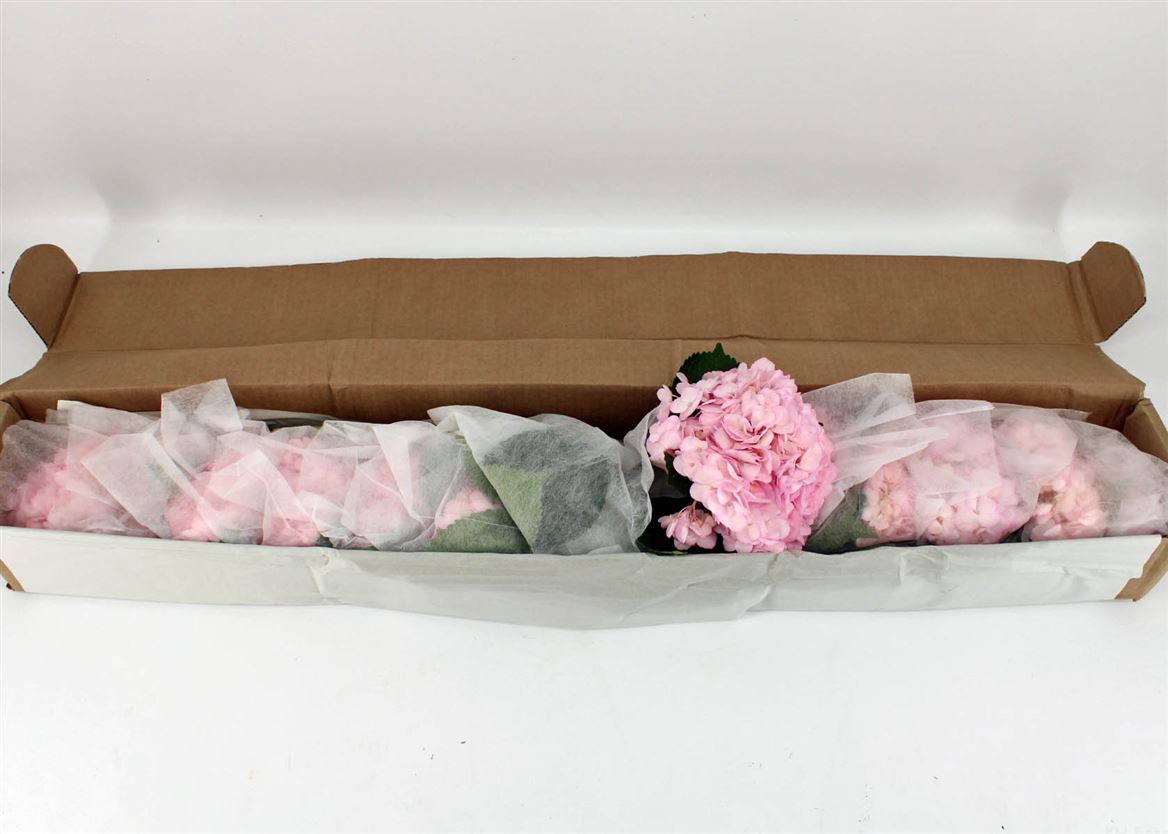 Hydrangea Light Pink 65cm 18cm Hd
