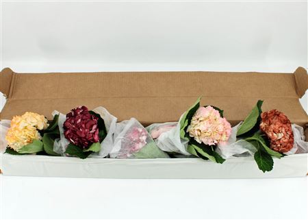 Hydr M Wedding Mix Box X12
