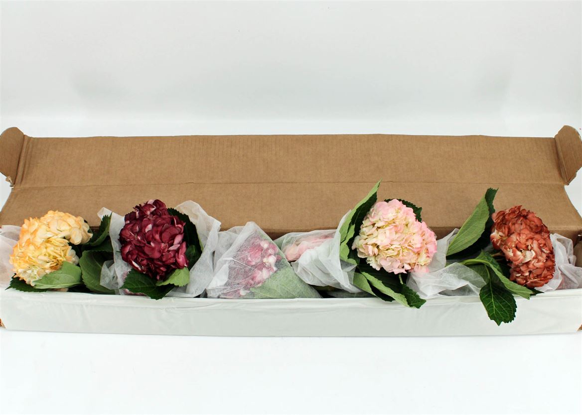 Hydrangea Painted Wedding Mix 65cm 16-18cm Hd