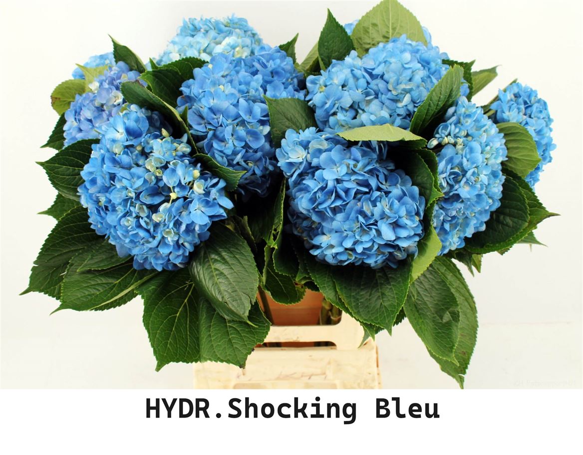 Hydrangea Shocking Blue 65cm 18cm Hd