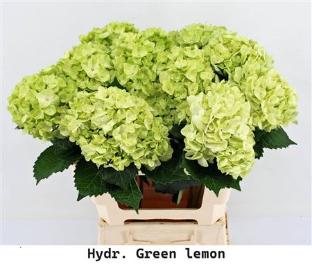 Hydr M Green Lemon In Box X12