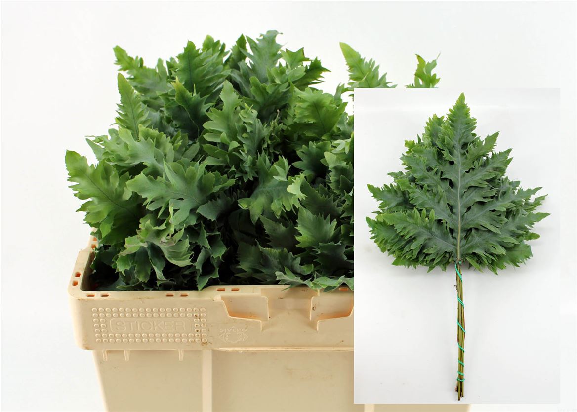 Phlebodium Avana Blue Star 65cm