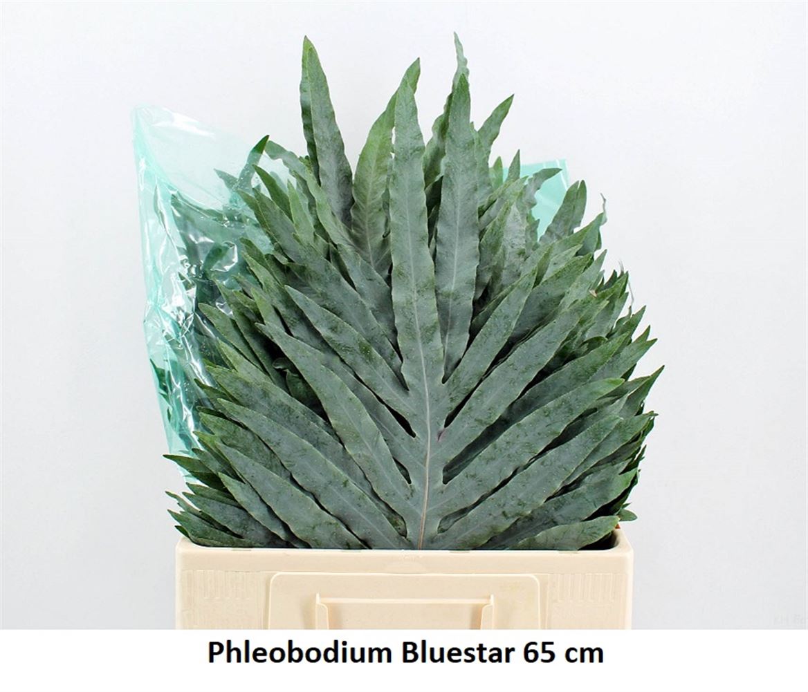 Phlebodium Blue Star 65cm