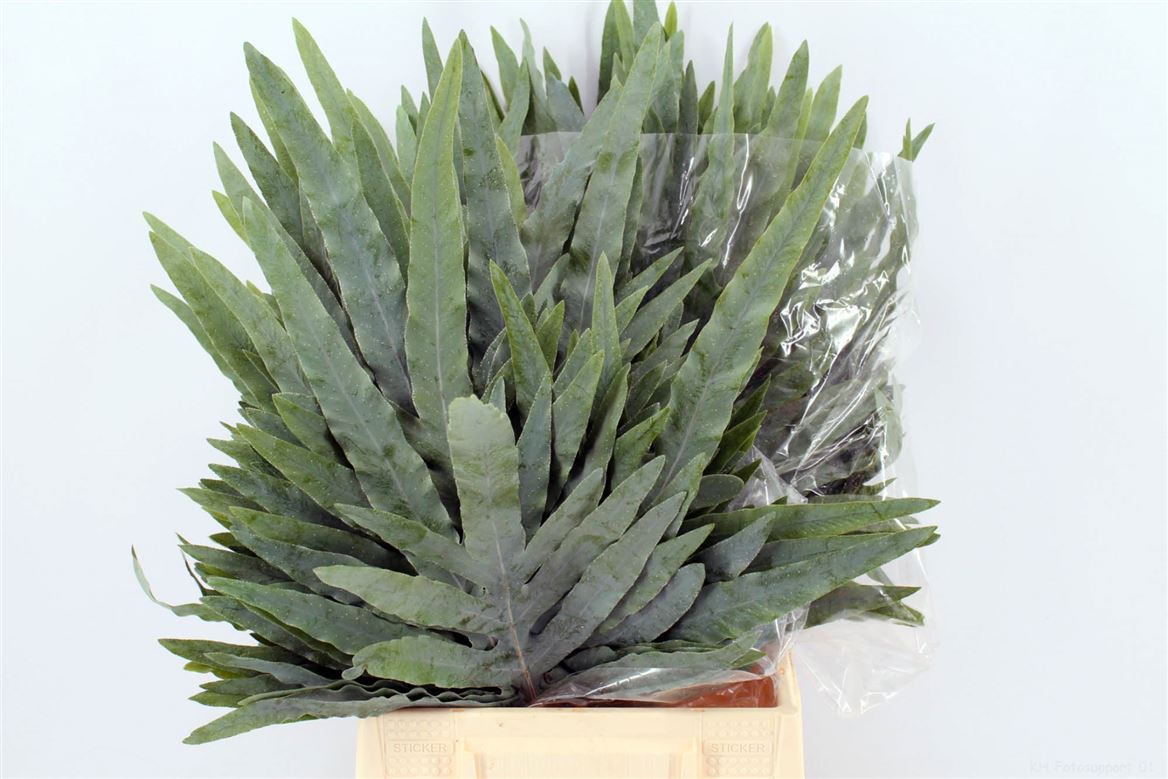 Phlebodium Blue Star 55cm
