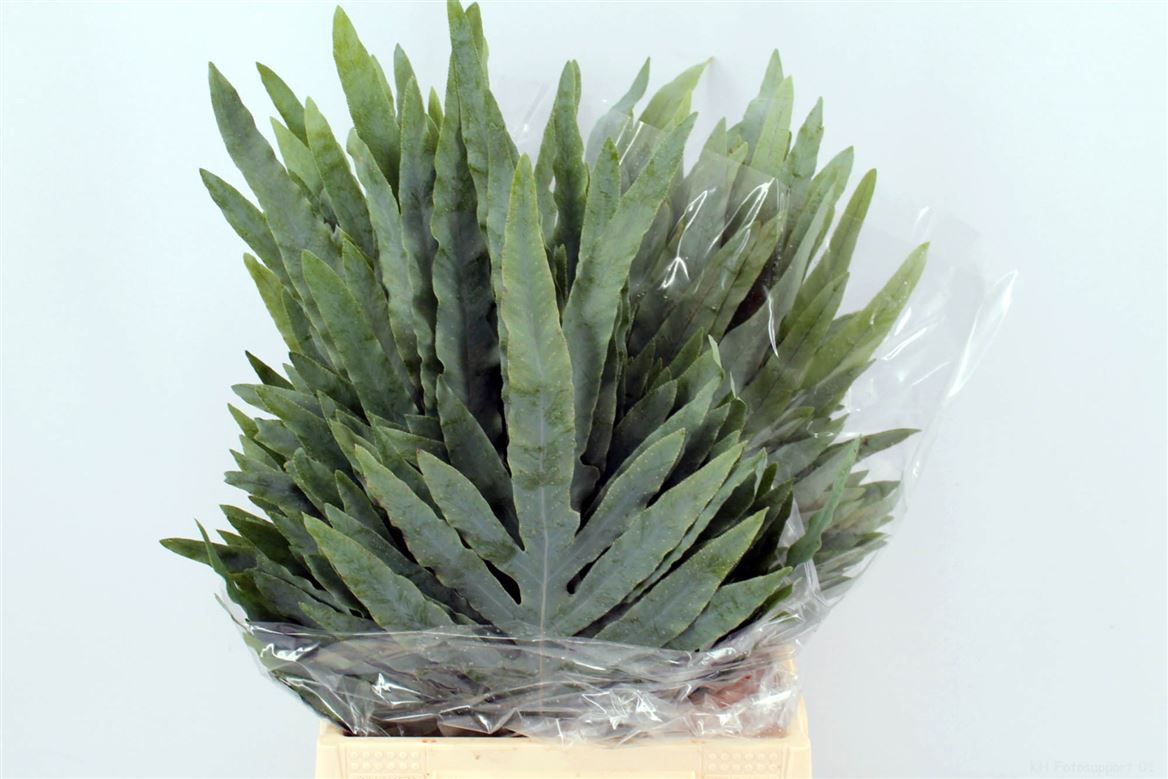 Phlebodium Blue Star 45cm