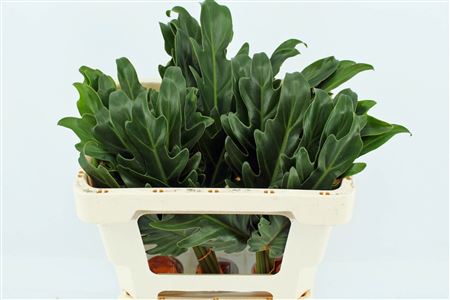 Philodendron Xanadu