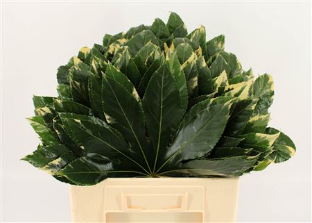 Aralia Spider Dia 40