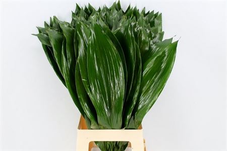 Aspidistra 80cm
