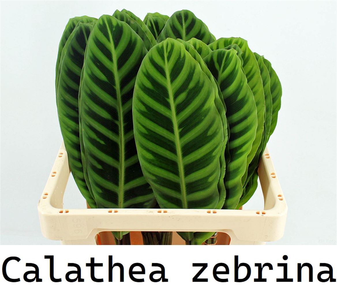 Calathea Lancifolia 60cm