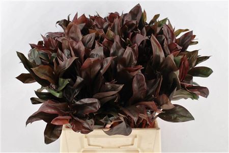 Cordyline Purple Compactum 52cm