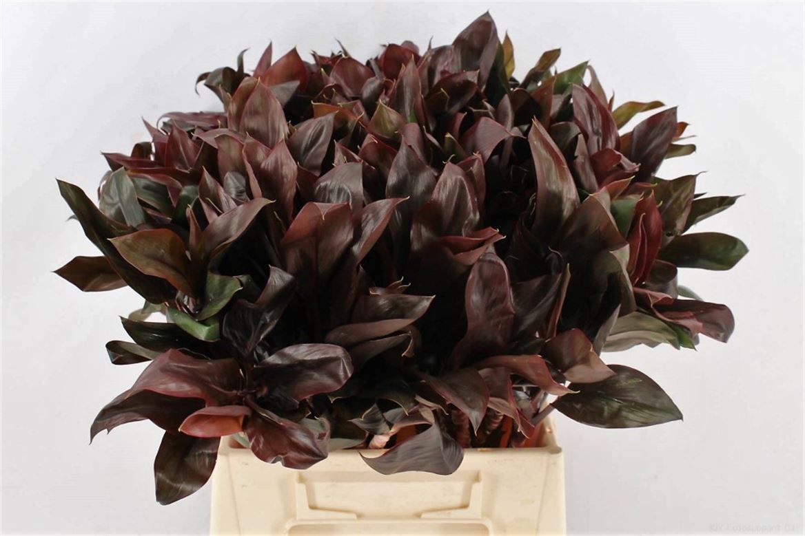 Cordyline Purple Compacta 52cm