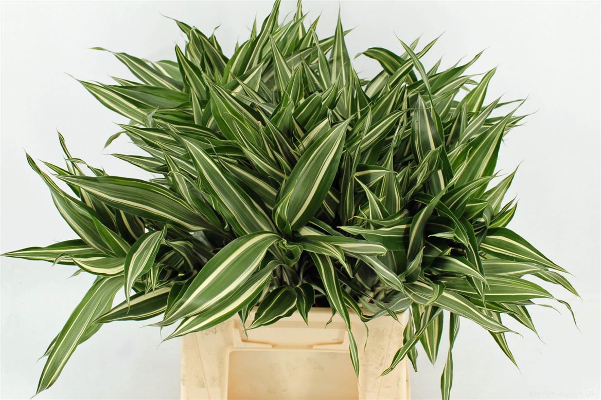 Dracaena Sanderiana 52cm