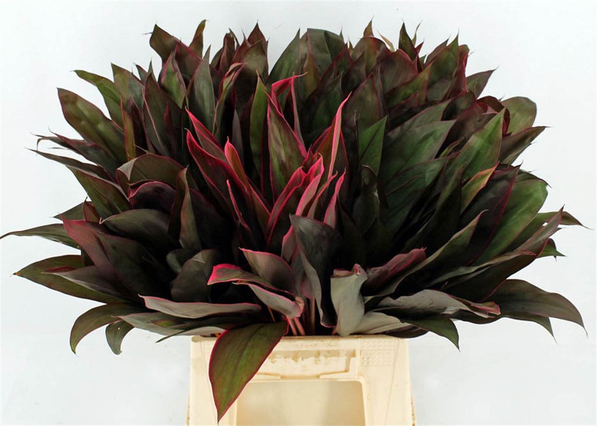 Cordyline Purple Compacta 52cm
