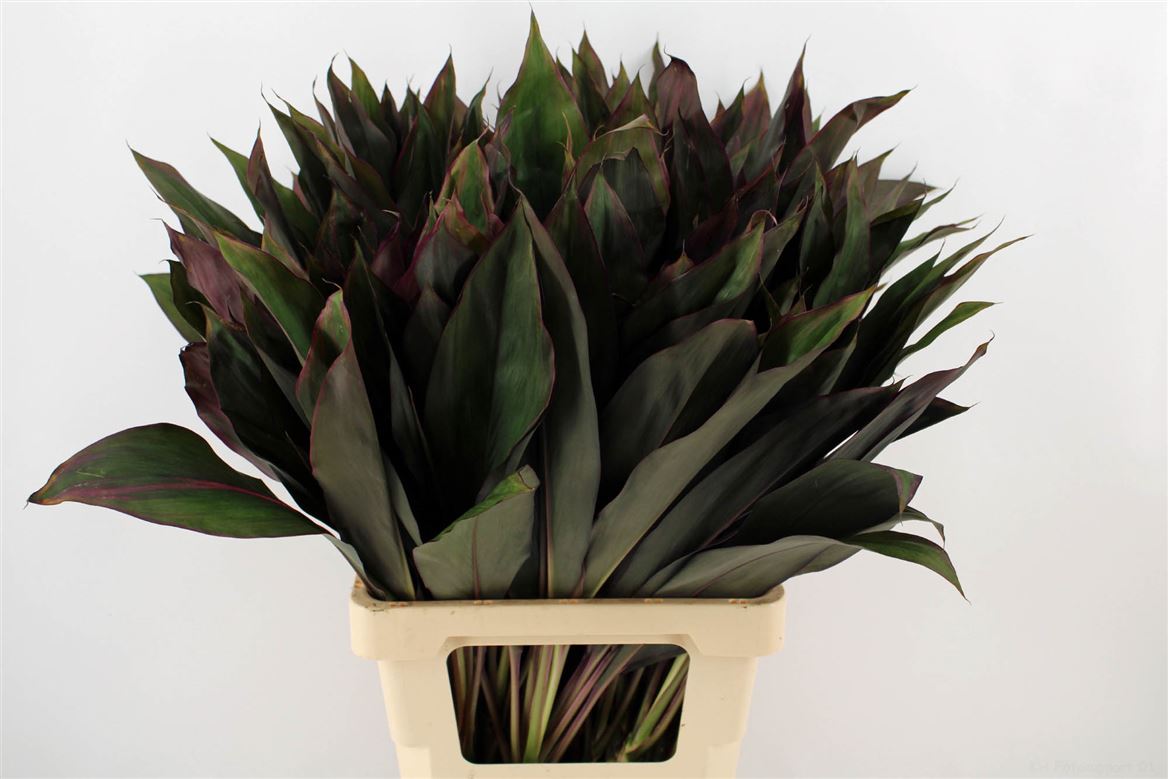 Cordyline Purple Compacta 62cm