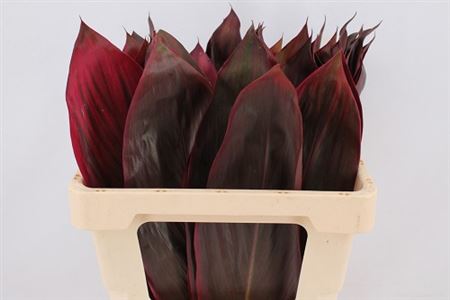 Cordyline Red Leaf 65cm