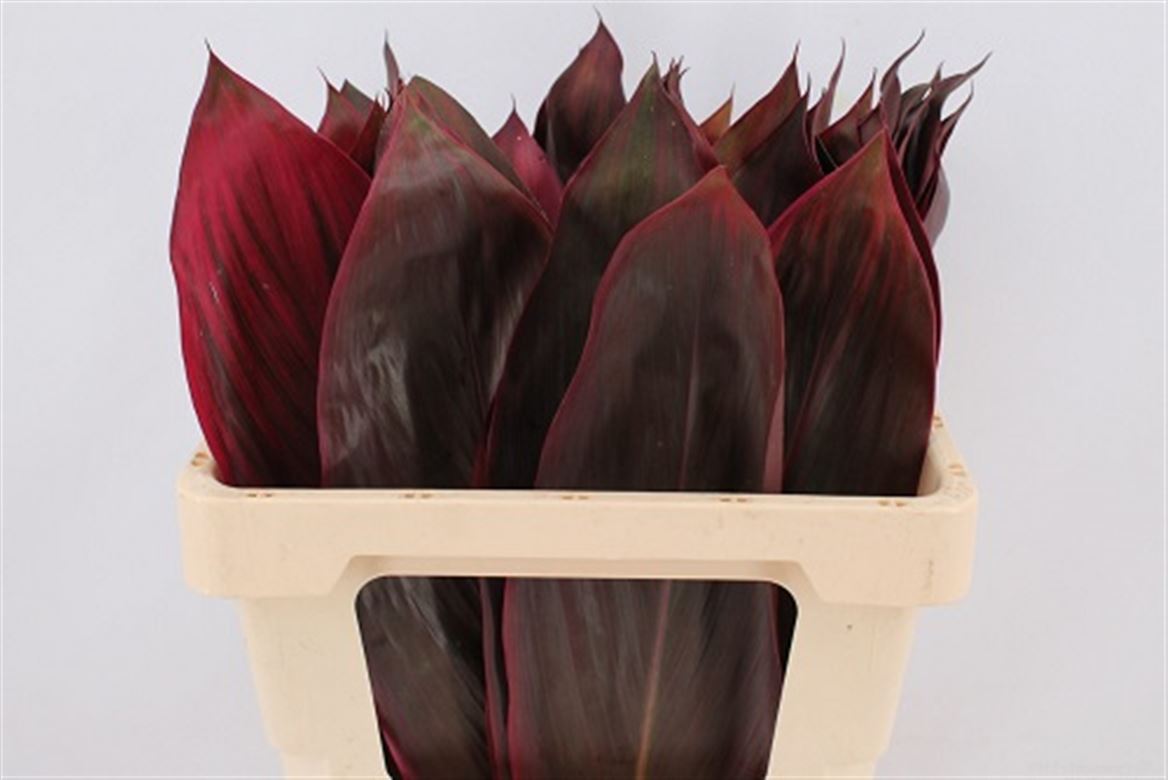 Cordyline Purple Compacta 65cm