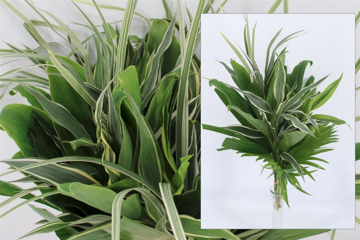 Dracaena Sanderiana 52cm