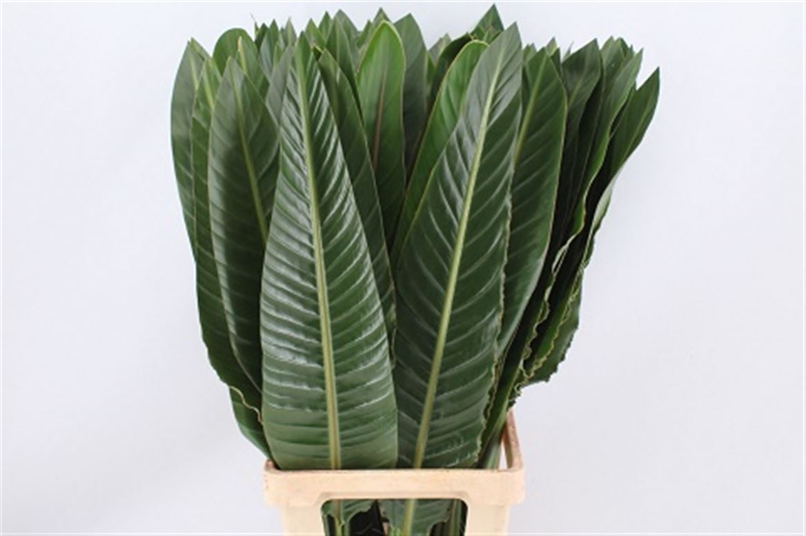 Strelitzia Reginae Leave 80cm