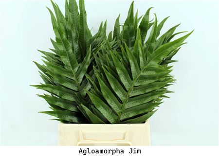 Agloamorpha Jim 50cm