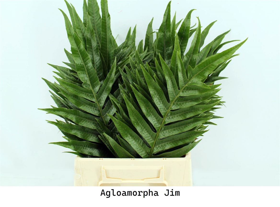 Ruscus Hypophyllum 50cm