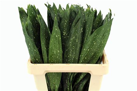 Aspidistra Milky Way 60cm