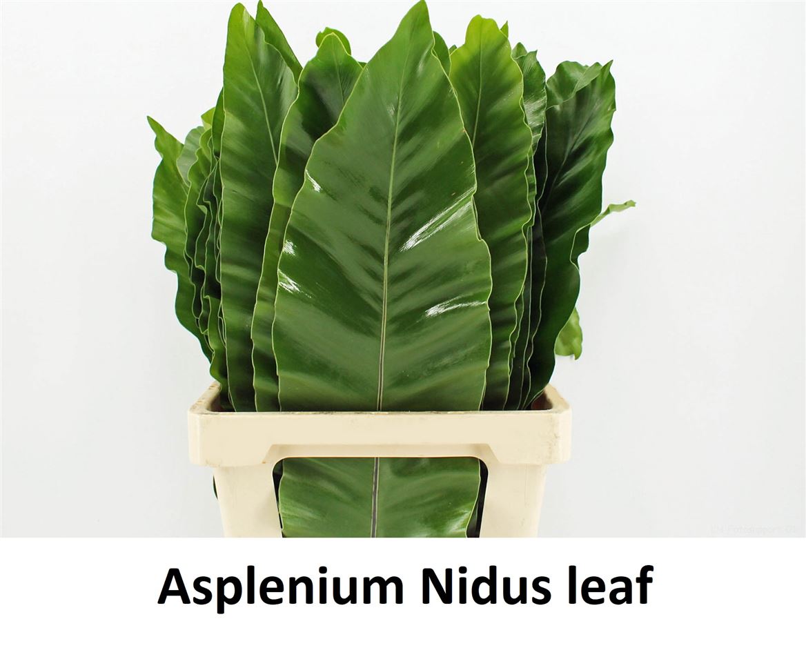 Asplenium Nidus 62cm