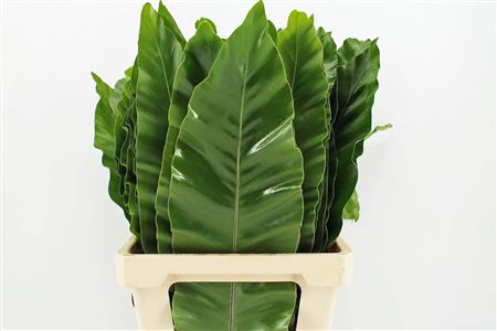 Asplenium Nidus 82cm