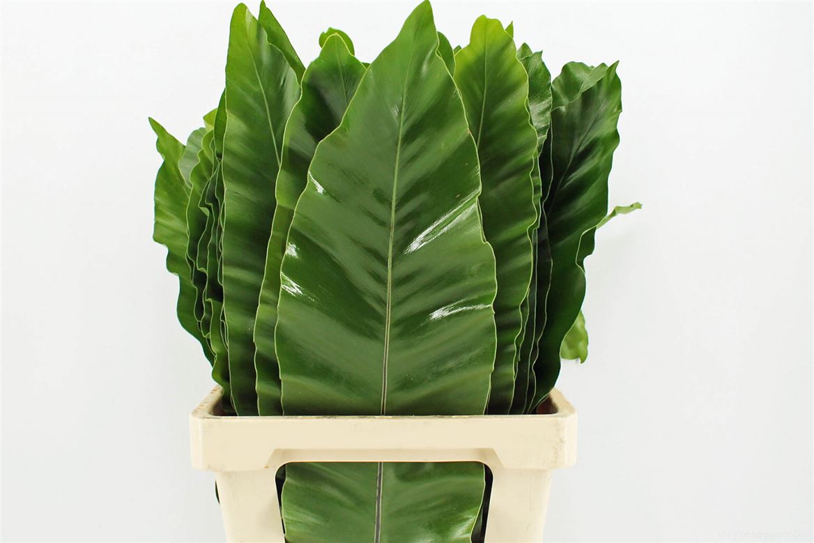 Aspidistra Leaves Bunch 70cm