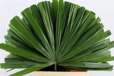 Chamaerops Blad