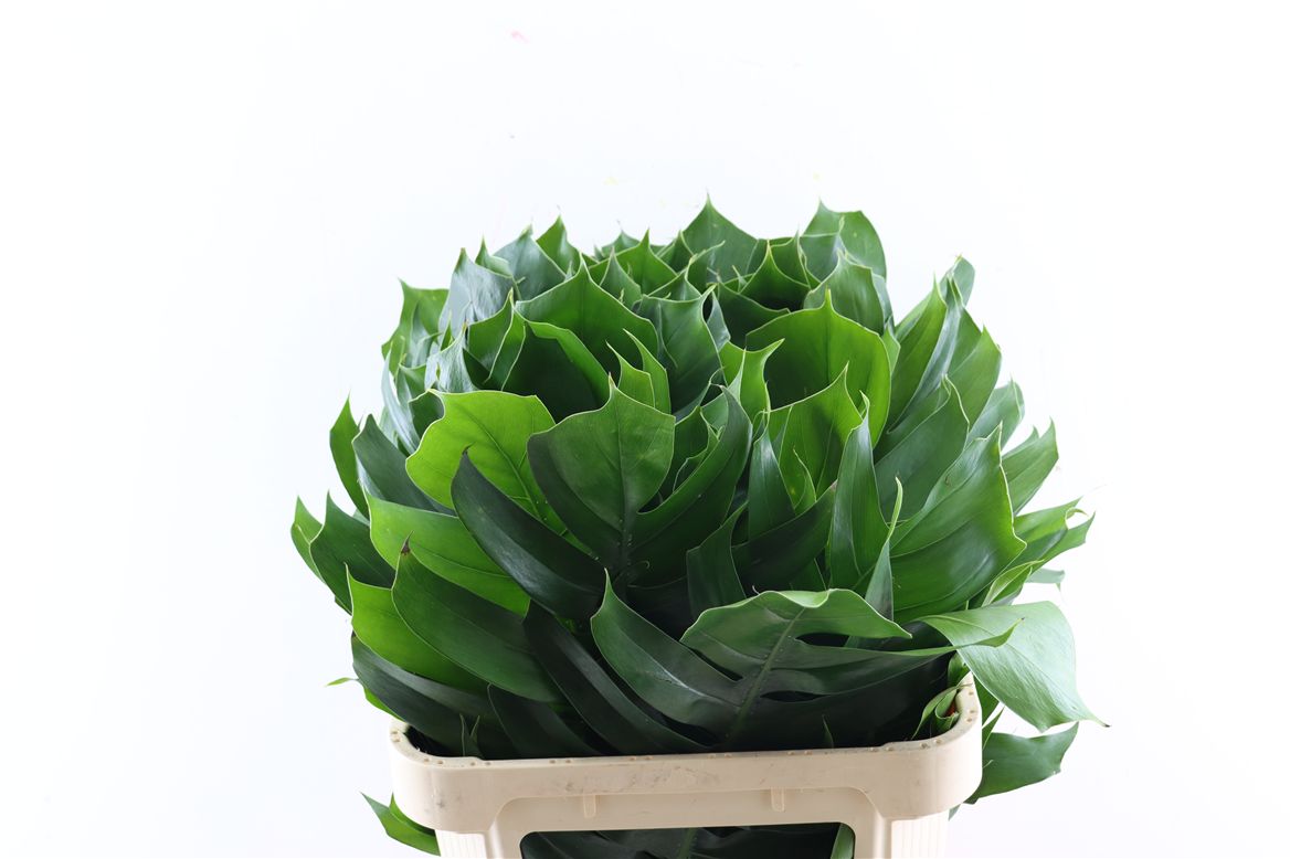 Monstera 62cm