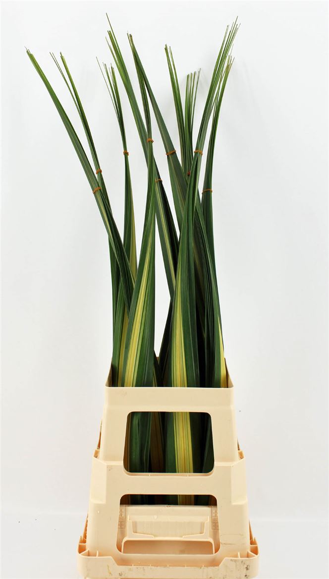 Pandanus 120cm