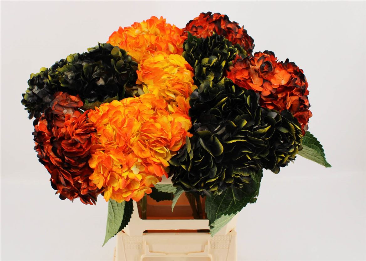 Hydrangea Halloween 65cm 18cm Hd
