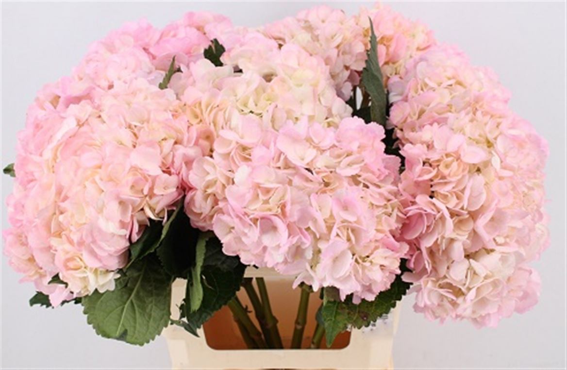 Hydrangea Painted Pink & Green 65cm 16-18cm Hd