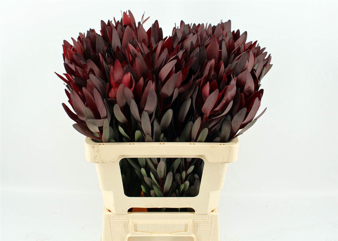 Leucadendron Safari Sunset 60cm