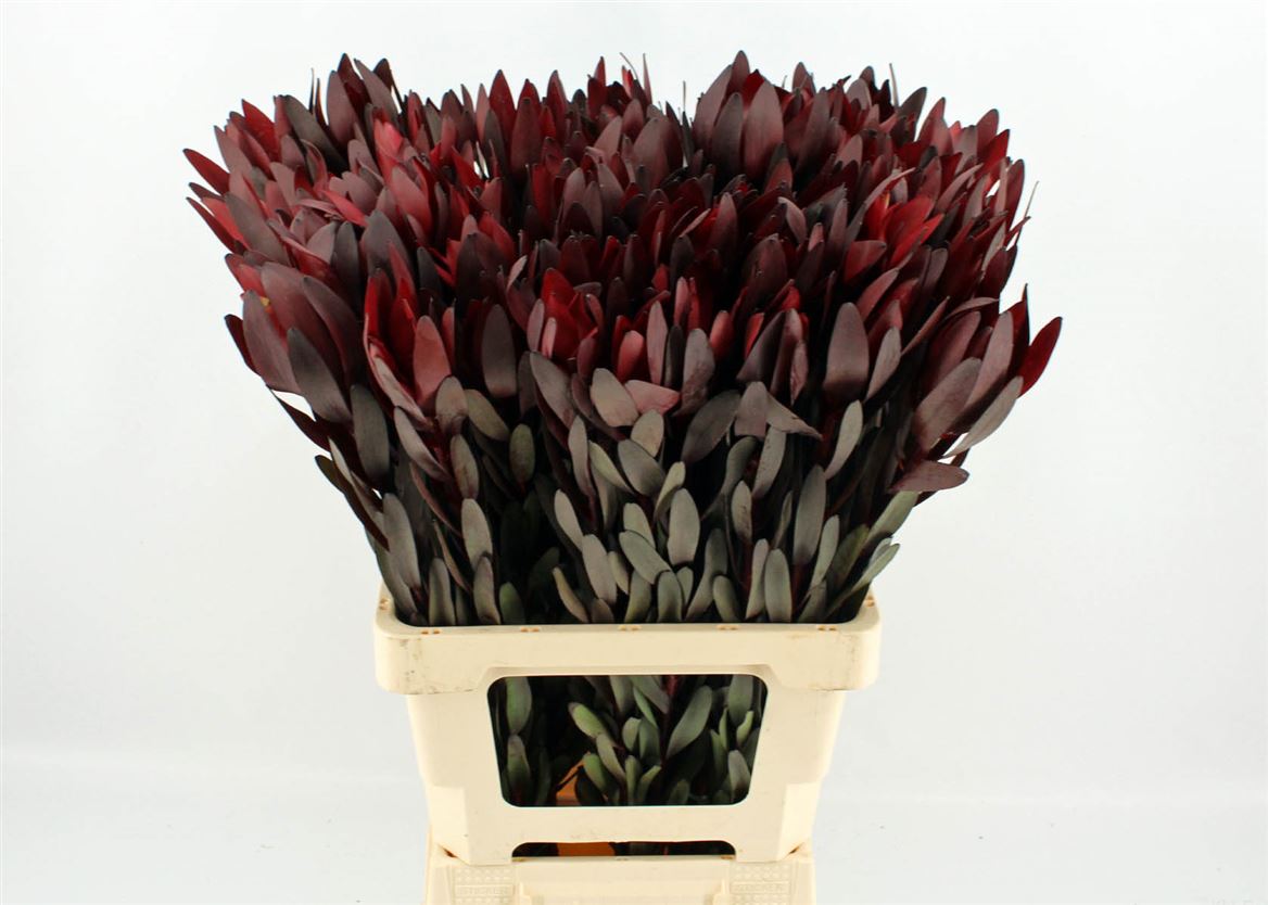 Leucadendron Safari Sunset 70cm