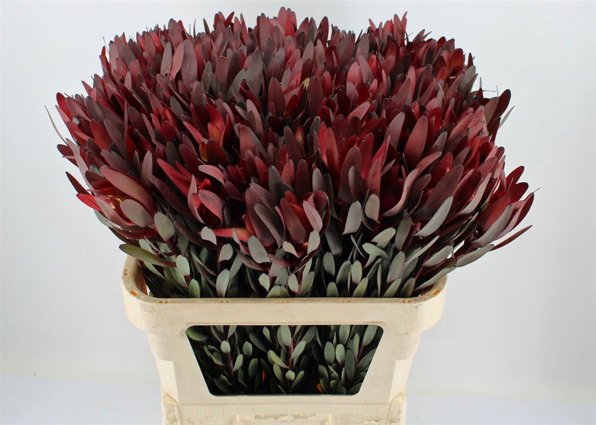 Leucadendron Safari Sunset 80cm