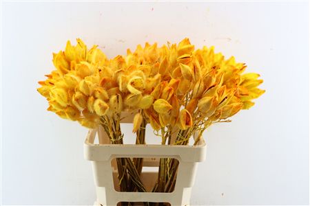 Bixa Painted Yellow