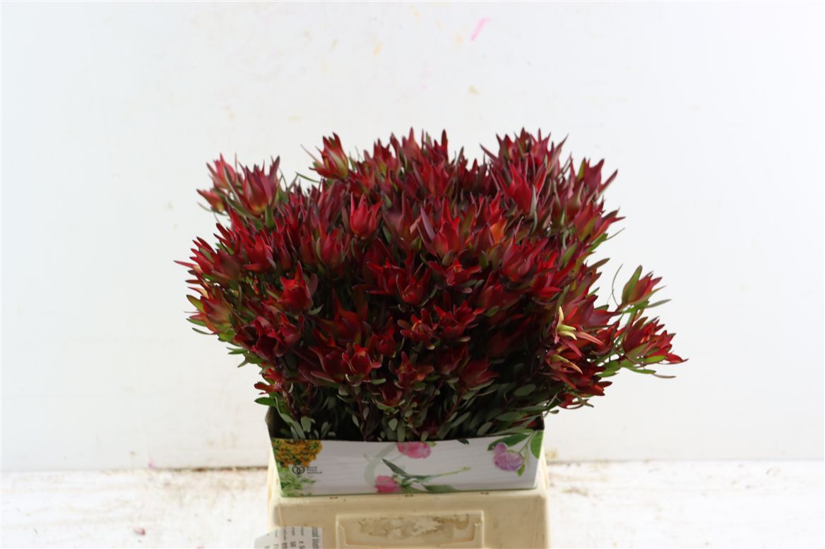 Leucadendron Safari Sunset 50cm