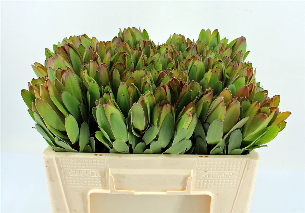 Leucadendron Safari Goldstrike 40cm