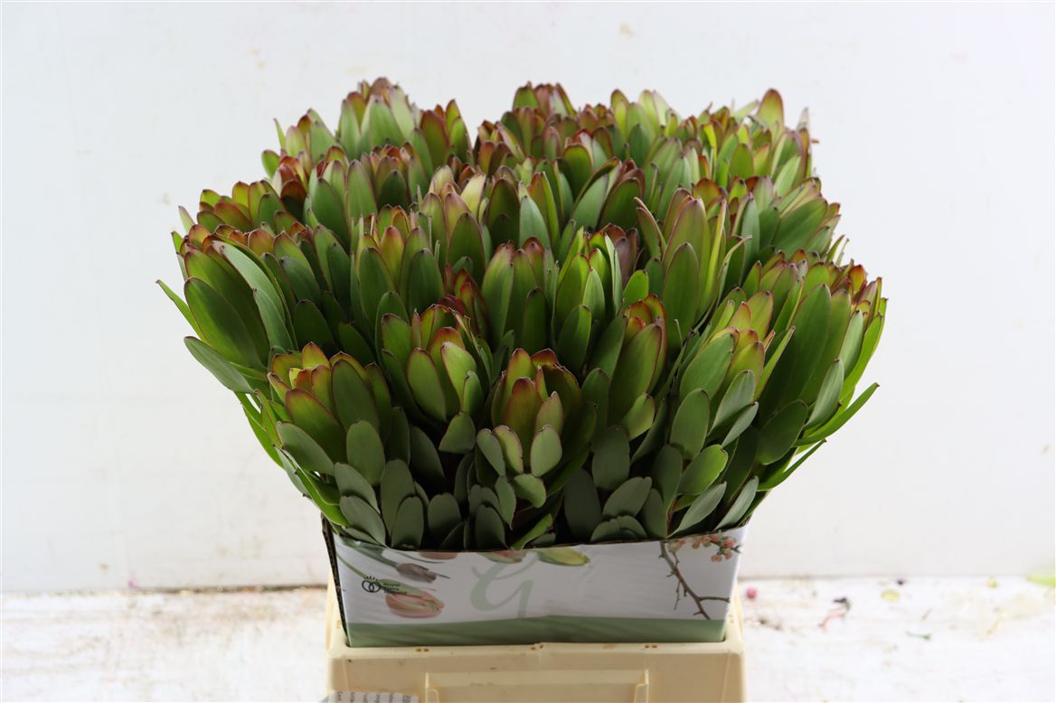 Leucadendron Safari Goldstrike 50cm