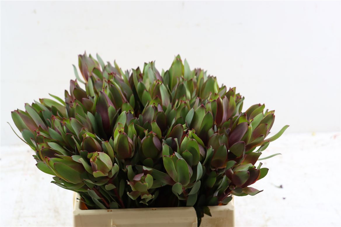 Leucadendron Safari Sunset 40cm