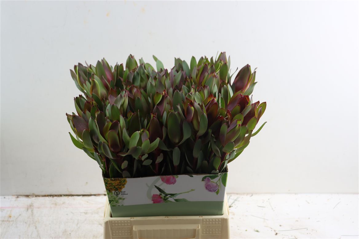 Leucadendron Safari Sunset 50cm