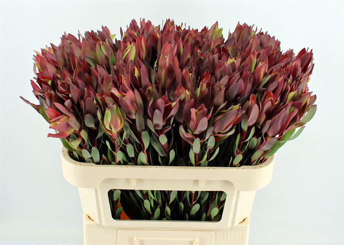 Leucadendron Safari Sunset 60cm