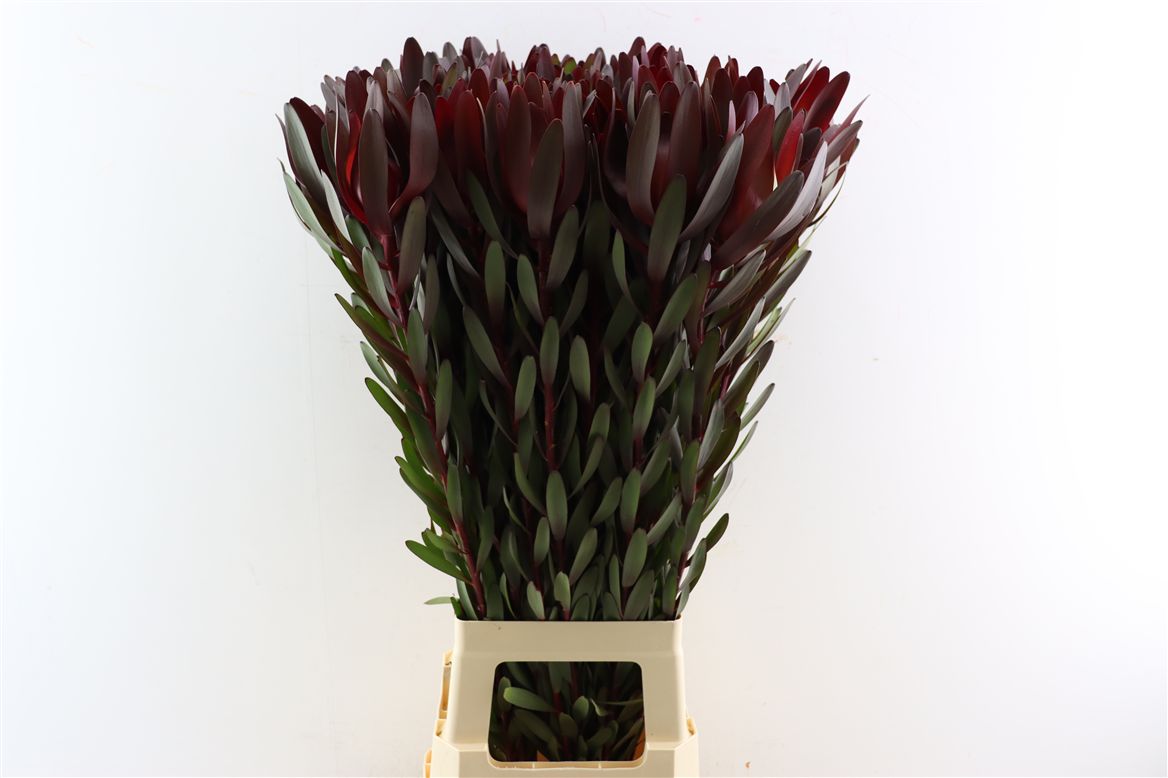 Leucadendron Safari Sunset 90cm