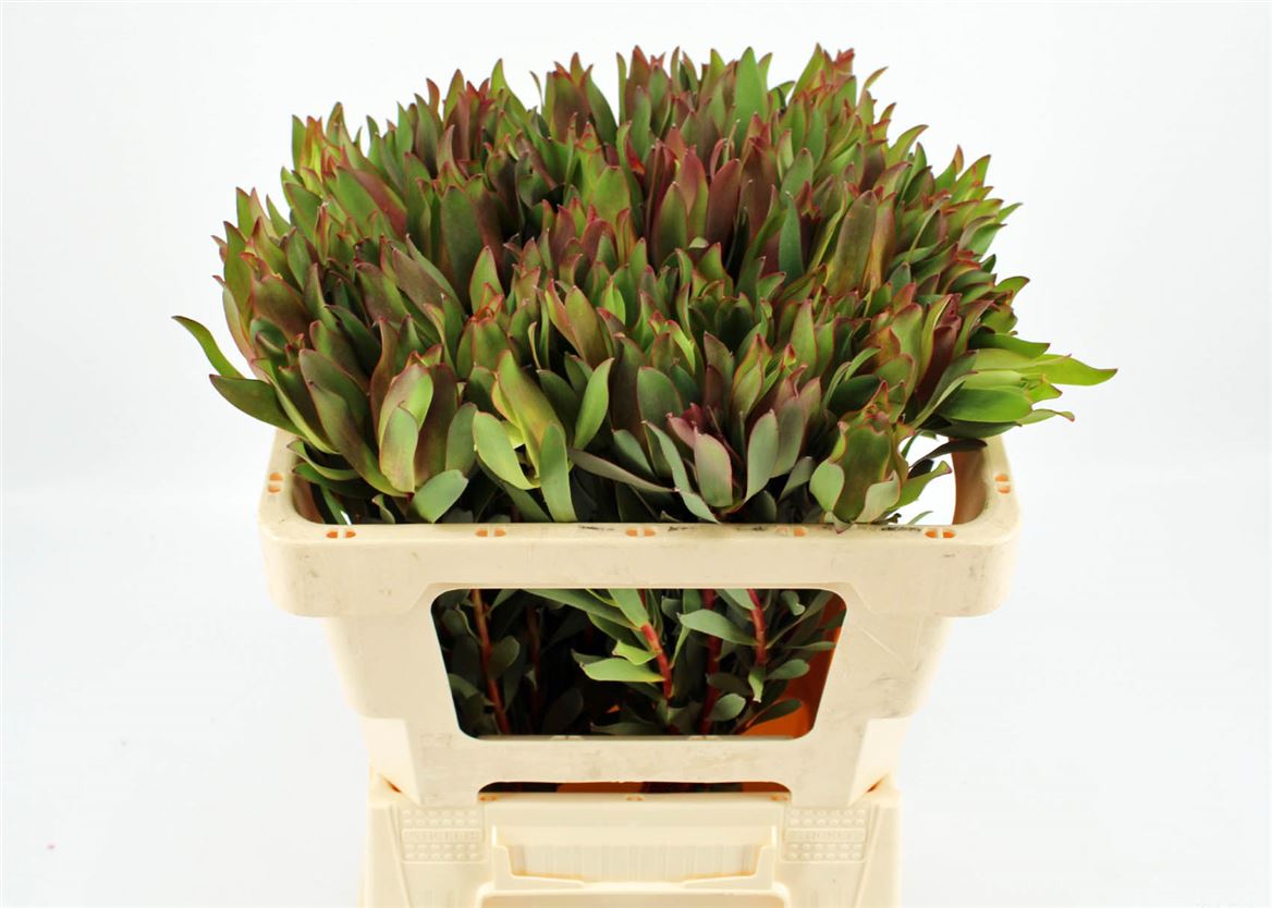 Leucadendron Safari Sunset 50cm